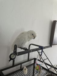 1 year old goffin cockatoo