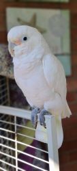 5 year old female Cockatoo with parrot with brand new huge cage