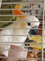Citron crested cockatoo with cage and accessories