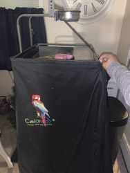 Bird for sell Cockatoo