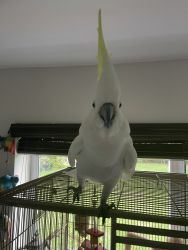 Sulpher Top Cockatoo 2yrs old