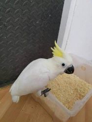 sufure crested cockatoo