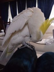 Re-homing my yellow crested cockatoo