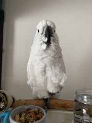 Cockatoo for Sale