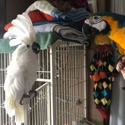 Cockatoo, African Grey, Macaws