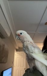 super sweet goffin cockatoo looking for home