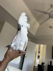 4 year old amazing cockatoo
