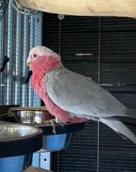 Galah cockatoo bonded