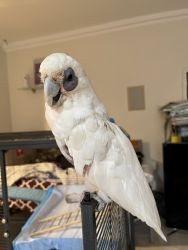 Corella cockatoo
