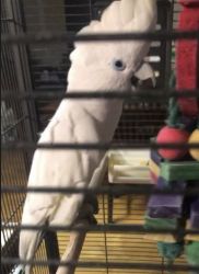 White cockatoo named Luna