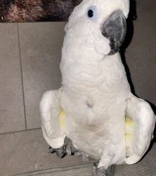 Outstanding umbrella cockatoo