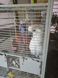 Umbrella Cockatoo Needing New Home