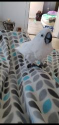 Re-home a sweet cockatoo