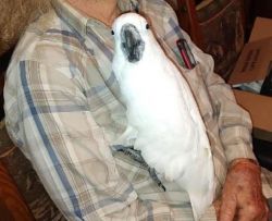 Friendly Cockatoo for sale