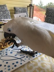 Cockatoo & cage for sale
