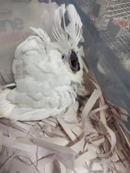 Baby cockatoos
