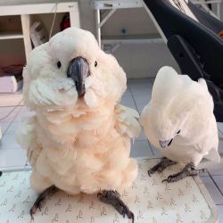 Lovely Cockatoo Parrots for sale