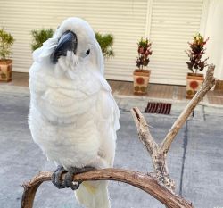 Lovely Cockatoo Parrot for sale