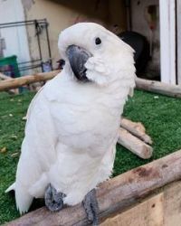 Male and Female Cockatoo for Sale