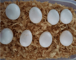 fertile cockatoo eggs