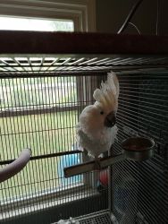 Cockatoo with cage