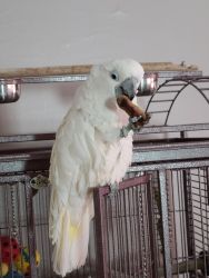 Cockatoo with cage and toys for sale