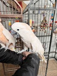 Two male cockatoos
