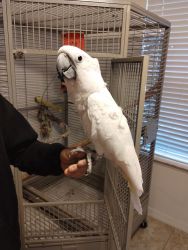 Cockatoo for sale with cage
