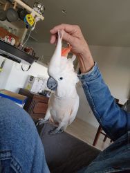 Salmon Crested Cockatoo