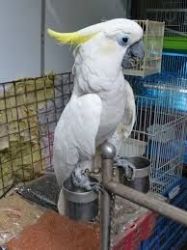 Obedient Cockatoos ready now