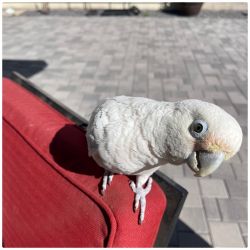 3 yr old Female Goffin Cockatoo