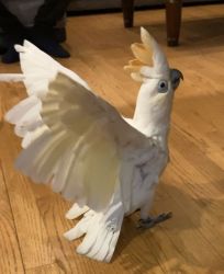 Selling white blue eyed cockatoo— including cage