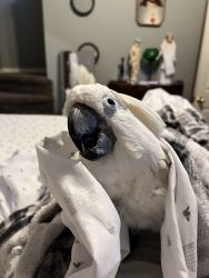 Cockatoo/female