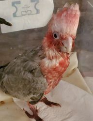 Baby rose breasted Cockatoo.