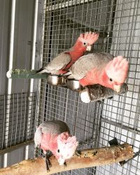 Gala cockatoo parrot