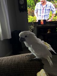 Cockatoo/male
