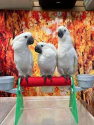 Exotic and home trained Cockatoo parrots for rehoming
