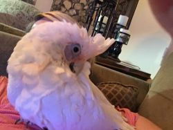 Bared Eye Cockatoo