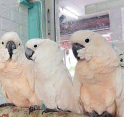 Cockatoo Parrots For Sale