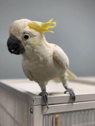 COCKATOO BIRD