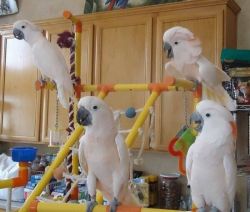 Cockatoo parrots for sale