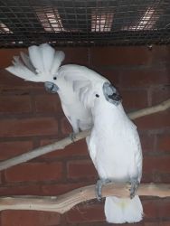 Talking Cockatoos for sale.