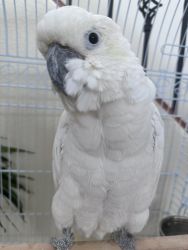 Cockatoo Sulfer Crested