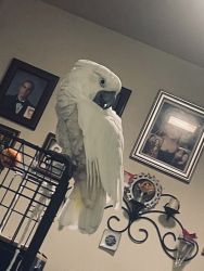 Sweet loving cockatoo for sale