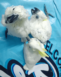 Baby cockatoo available