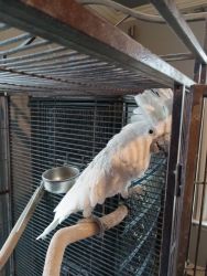 Seven year old male cockatoo