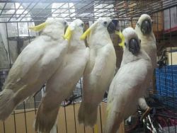 Talking Cockatoo parrots for sale