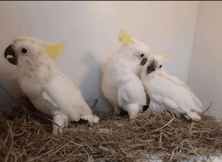 Sulphur crested cockatoo chicks for sale