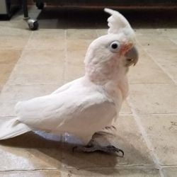 Pair Of Cockakoo Parrots For Sale