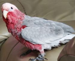 Red Breasted Cockatoo